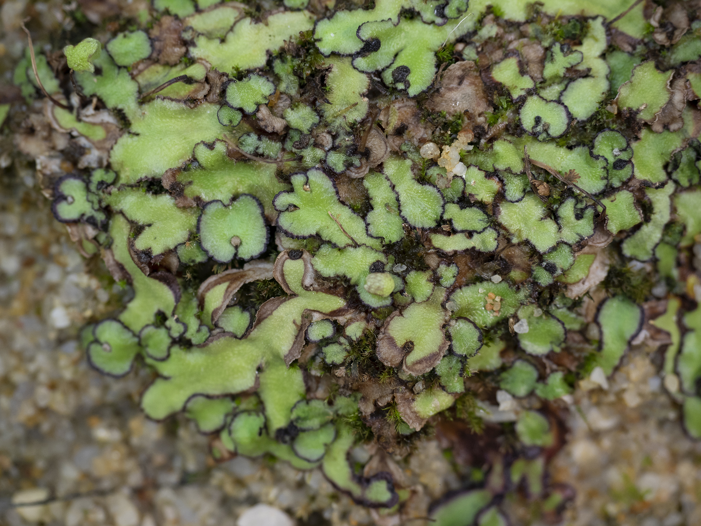 Reboulia queenslandica